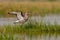 Black tailed Godwit balancing