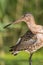 Black-tailed Godwit bird. Beautiful ornithology and nature image