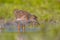 Black-tailed Godwit bird chick wading