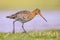 Black Tailed Godwit with Bright Background