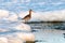 Black-tailed Godwit in Iceland