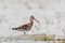 Black-tailed Godwit - Limosa limosa