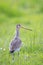 Black-tailed godwit Limosa Limosa bird female foraging in a green meadow