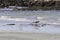 Black-tailed godwit, Limosa limosa, and a Eurasian whimbrel, Numenius phaeopus, at the Tanji Bird reserve