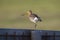 Black-tailed godwit Limosa Limosa foraging in a green meadow