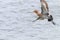 Black Tailed Godwit Limosa limosa Wader Birds in Flight