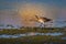 A Black-tailed Godwit, Limosa limosa, wader. UK.