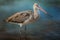 Black-tailed Godwit (Limosa limosa) in water Generative AI animal ai