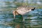 Black-tailed godwit (Limosa limosa), a young bird