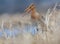 Black-tailed godwit posing in grass with his very loud cry and shout