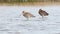 Black tailed Godwit resting