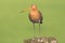 Black tailed Godwit standing on a pole in the meadow.