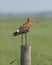 Black tailed godwit standing posing on a wooden pole overlooking the green marsh land looking for food