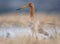 Black-tailed godwit stands in yellow grass with clear head and beak