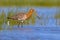 Black tailed Godwit on a sunny afternoon