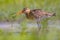 Black-tailed Godwit wader bird calling