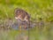 Black-tailed Godwit wader bird chick wading