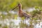 Black-tailed Godwit wader bird in natural marsh habitat