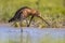 Black-tailed Godwit wader bird scratching neck