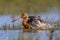 Black-tailed Godwit wader bird washing