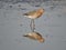 A Black tailed Godwit wading in water