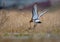 Black-tailed godwits in fierce battle in the old yellow grass