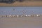Black-tailed Godwits And Pied Avocets 