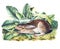 Black-tailed Hare illustration