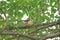 Black-tailed Hawfinch female