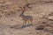 Black Tailed Jackrabbit in the Desert