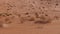 Black-tailed jackrabbit in Desert of Oman