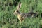 Black-tailed jackrabbit, don edwards nwr, ca