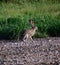 Black-tailed Jackrabbit hare - Lepus californicus