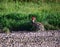 Black-tailed Jackrabbit hare - Lepus californicus