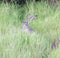 Black-tailed Jackrabbit - Lepus californicus