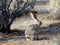 Black-tailed Jackrabbit in Morning Light