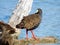 Black-tailed Native Hen in Queensland Australia