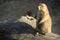 Black-tailed prairie dog