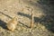 Black-tailed prairie dog