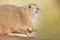 Black-tailed prairie dog