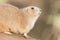 Black-tailed prairie dog