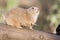 Black-tailed prairie dog