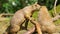 Black tailed prairie dog couple interacting with each other, Social rodent behavior, adorable rodent specie from America