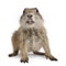 Black-tailed prairie dog, Cynomys ludovicianus