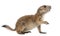 Black-tailed prairie dog, Cynomys ludovicianus