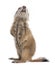 Black-tailed prairie dog, Cynomys ludovicianus