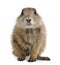 Black-tailed prairie dog, Cynomys ludovicianus