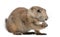 Black-tailed prairie dog, Cynomys ludovicianus