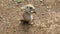 Black-tailed prairie dog Cynomys ludovicianus