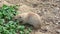 Black-tailed prairie dog Cynomys ludovicianus